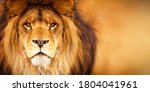 African male lion headshot...