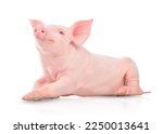 Small pink pig isolated on...