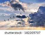 Group Of Canadian Geese Flying...
