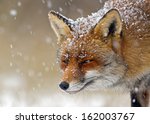 Red Fox In A Winter Setting