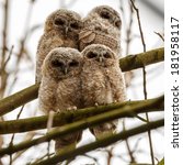 Juvenile Tawny Owls Perched On...