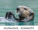 Sea Otter Close Up Portrait