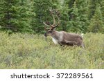 Caribou Or Reindeer At Denali...