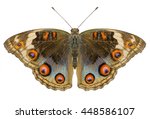Buckeye Butterfly With Open...