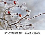 Red rosehip berries with hoar frost