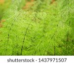 Green Equisetum Plants In A...