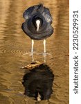 Common Coot Standing In The...