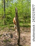 Small photo of Fox pelt hanging on a pole after a hunt