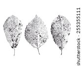 skeleton leaves isolated. leaf... | Shutterstock .eps vector #255355111