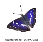 Purple Emperor Butterfly  ...