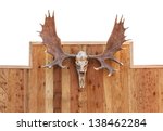 Skull Moose Front View  Hung On ...