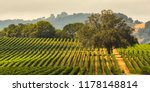 Panorama Of A Vineyard With Oak ...