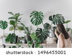 woman is taking care of houseplants. urban jungle interior. watering and spraing with water.