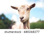Portrait Of Light Brown Goat In ...