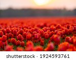Blossoming Tulip Fields In A...