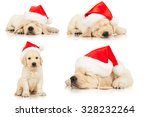 Set Of Retriever Puppies In A...