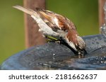 A sparrow takes a drink in the...