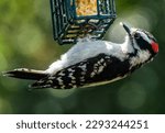 Woodpecker Clings To The Suet...