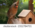 A female Northern Cardinal on the roof of a birdhouse                               