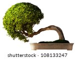 Bonsai Tree Side View With A...