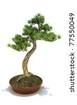 Bonsai Potted Tree Isolated On...