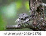 Baby hummingbird in the nest