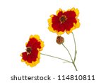 Flowers Of Coreopsis  Lat....