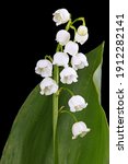 White Flower Of Lily Of The...