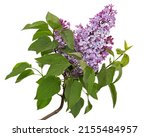 Small photo of Branch of blooming lilacs, Syringa vulgaris, isolated on white background