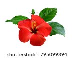 Red Hibiscus On White...