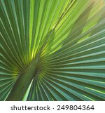  Palm Leaf Structure