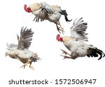 Two Roosters fighting image - Free stock photo - Public Domain photo ...