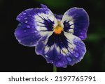 Close up on a wet Pansy violet flower