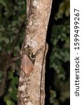 Small photo of A Colugo also known as flying lemur resting on a branch of a tree in Malaysia at night.