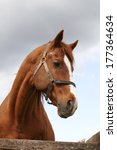 Small photo of Head shot of a beautiful bay horse in the pinfold