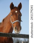 Small photo of Headshot of a beautiful thoroughbred horse in winter pinfold under blue sky rural scene