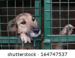 Dog In Animal Shelter