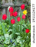 Red Tulips  Tulipa  In A Garden ...