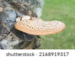 Small photo of Dryads saddle (cerioporus squamosus or polyporous squamosus), edible bracket fungus growing on a sycamore tree in a UK garden