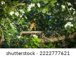 Small photo of European robin with food in its beak, sitting on a perch in a hawthorn hedge, on its way to a nest. UK garden birds.