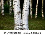 White birch tree trunks in focus on a blurry dark background. White Birch tree trunks on a sunny summer day.  Birch trees in the bright light of sunset close-up. Birch tree trunk texture close-up.