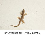 House Lizard Or Little Gecko On ...