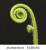 Small photo of fiddle head fern isolated on black background