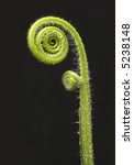 Small photo of fiddle head fern