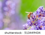 Honey Bee Visiting The Lavender ...