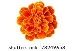 French Marigold Isolated On...