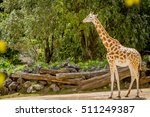 Giraffe  Zebra And Ostrich In A ...