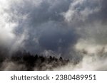 Small photo of Evanescent atmosphere in the woods wrapped in mist. Foggy mountain landscape with fir forest.