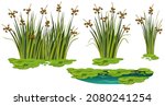 Marsh Reed  Grass. Set Of Swamp ...