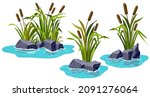 Marsh Reed  Grass  Stone In...